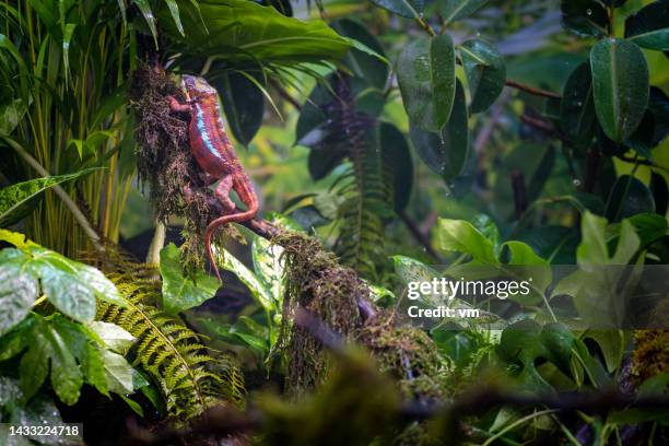 multicoloured chameleon in green wild vegetation - kräldjur bildbanksfoton och bilder