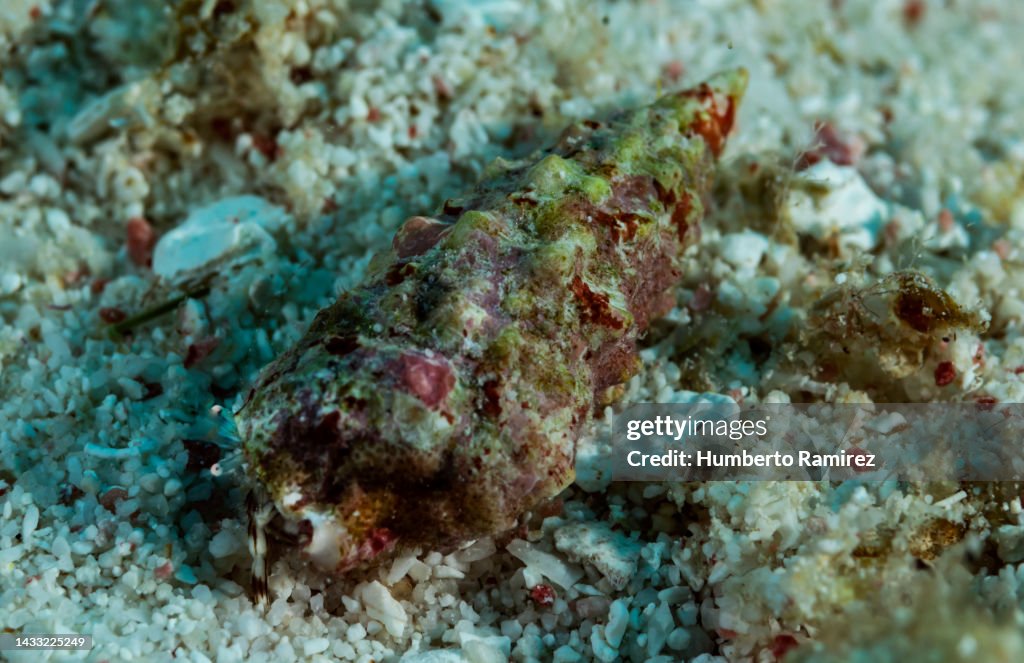 Sea Snail.