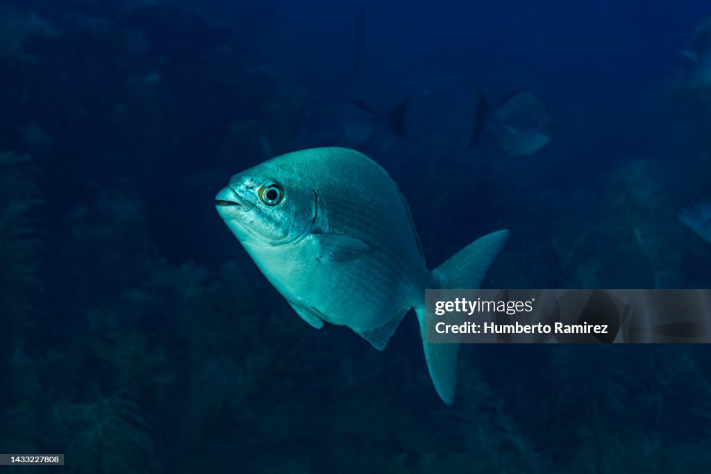Bermuda Chub.