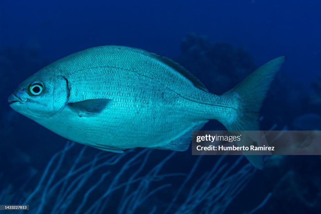 Bermuda Chub.