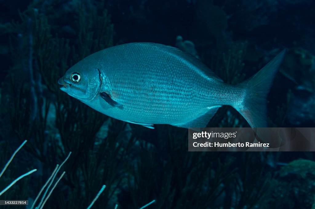 Bermuda Chub.