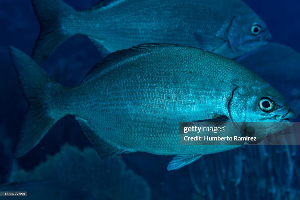 Bermuda Chub.