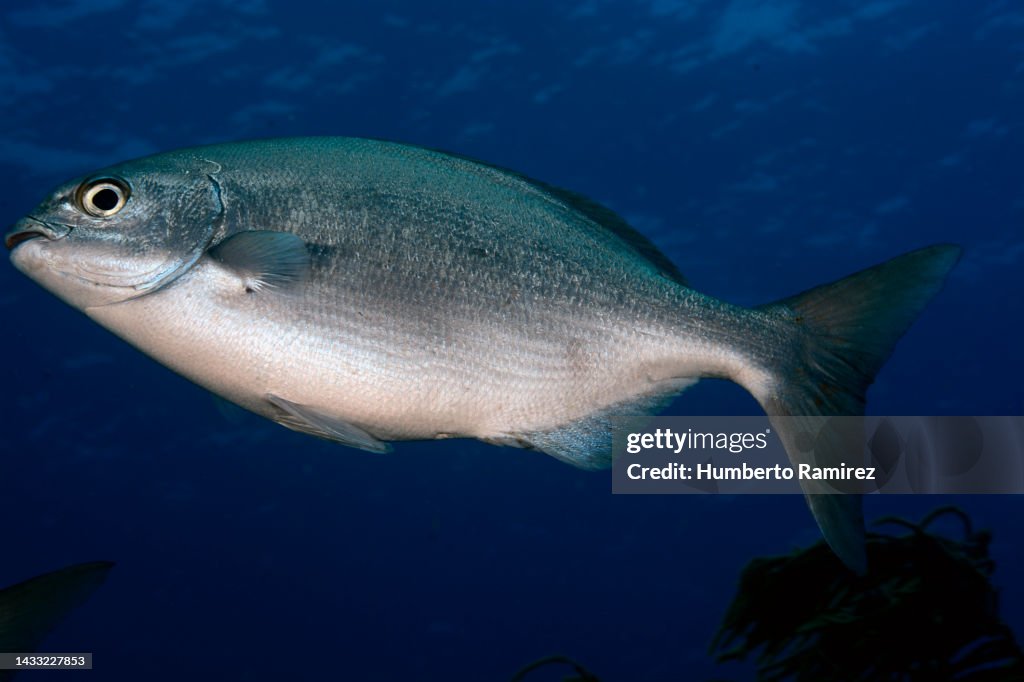 Bermuda Chub.