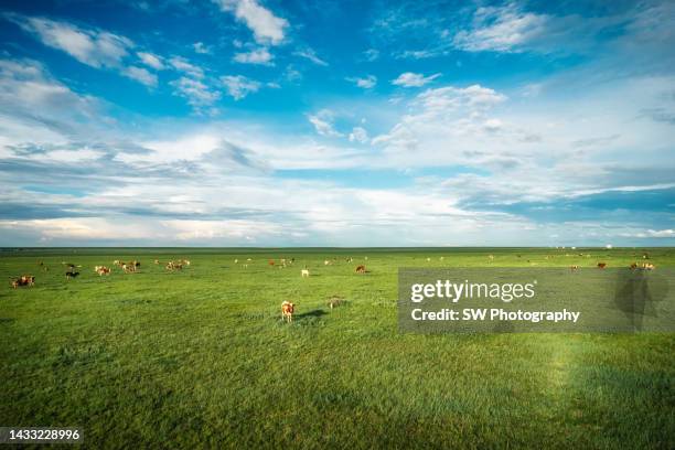 cattle on the grassland on the hulun buir grasslands, china - prateria zona erbosa foto e immagini stock