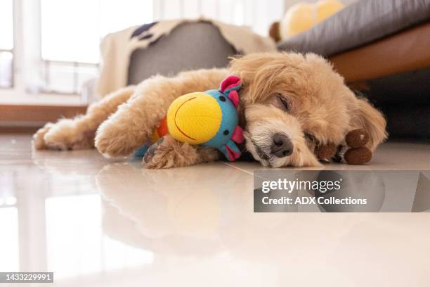 dog sleeping with toys - cavoodle stockfoto's en -beelden