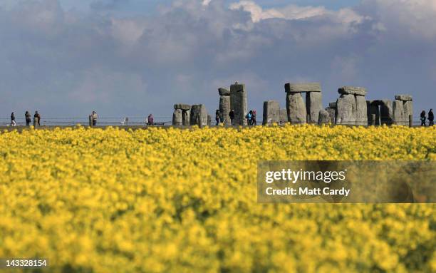 Rapeseed blooms in a field close to the ancient monument of Stonehenge, on April 24, 2012 near Amesbury, England. The vibrant yellow blossom of...