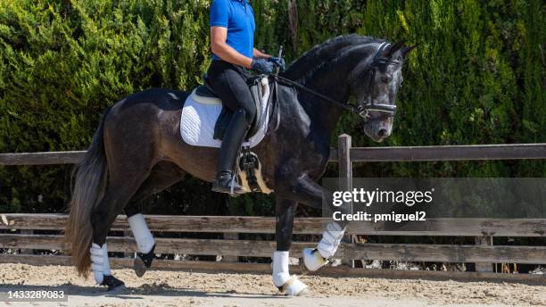 young jockey in a riding lesson on a beautiful thoroughbred horse. - dressage stock pictures, royalty-free photos & images