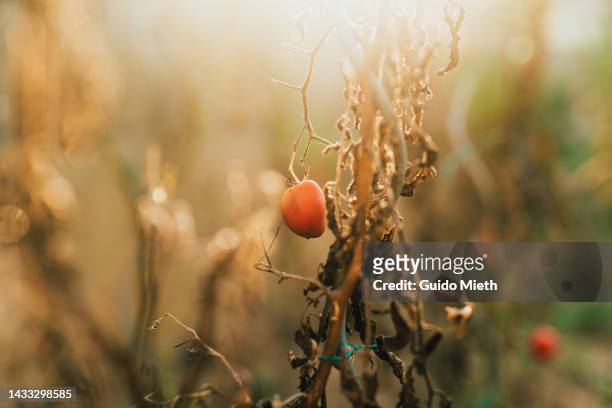 wilted tomato plant in garden. - dead rotten stock pictures, royalty-free photos & images