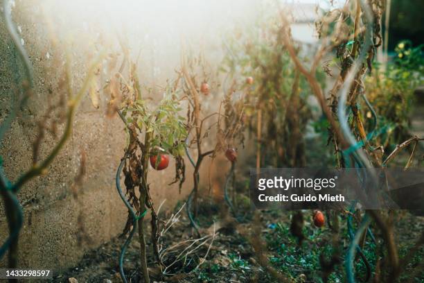 climate change destroying tomato plant. - vertrocknete pflanze stock-fotos und bilder