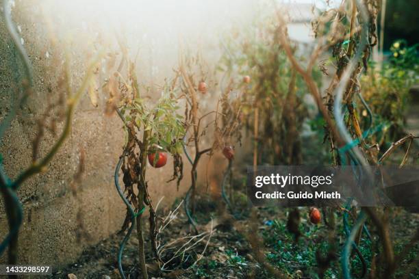 climate change destroying tomato plant. - crop plant stock pictures, royalty-free photos & images