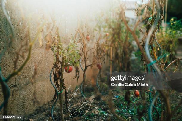 climate change destroying tomato plant. - dry rot stock pictures, royalty-free photos & images