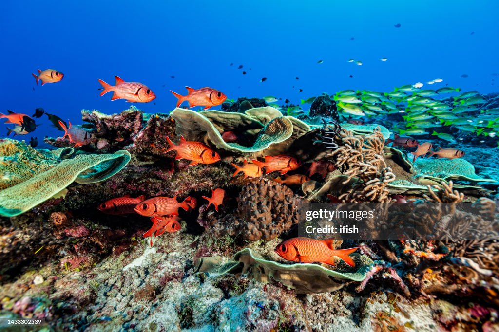 Schulen von Lötfischen und Schnappern in der berühmten blauen Ecke, Palau, Mikronesien