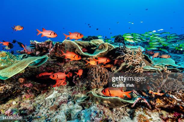 schools of solderfishes and snappers at famous blue corner, palau, micronesia - 鹹水魚 個照片及圖片檔