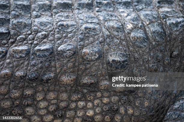 close up shot showing a crocodile skin - crocodile pattern stock pictures, royalty-free photos & images