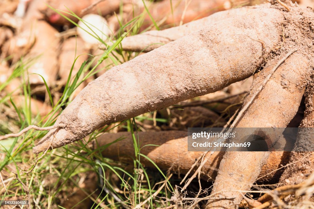 Cassava is a tropical food crop that is grown in Thailand.