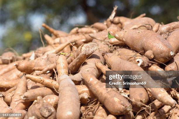 cassava is a tropical food crop that is grown in thailand. - cassava bildbanksfoton och bilder