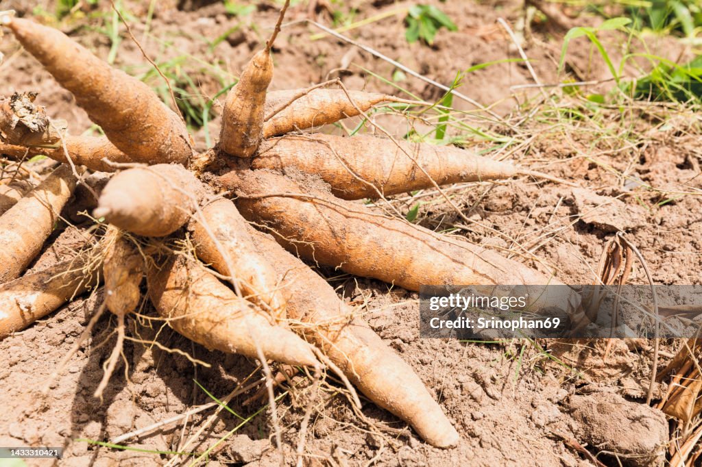 Cassava is a tropical food crop that is grown in Thailand.