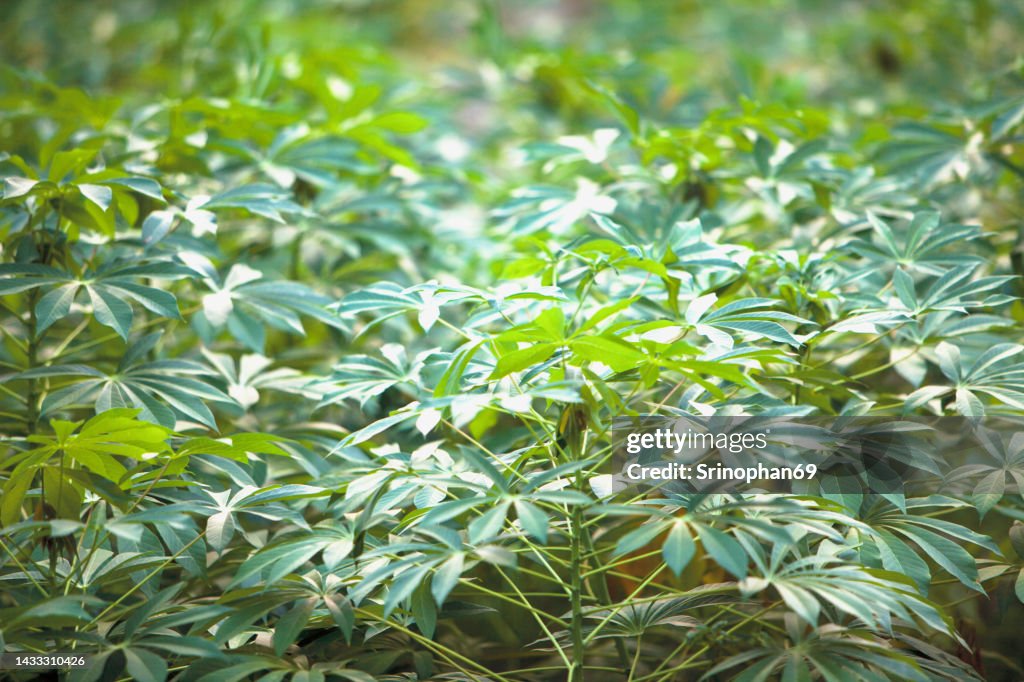 Cassava is a tropical food crop that is grown in Thailand.