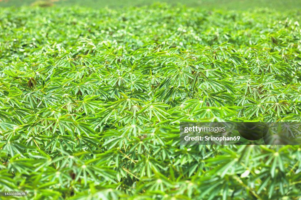 Cassava is a tropical food crop that is grown in Thailand.