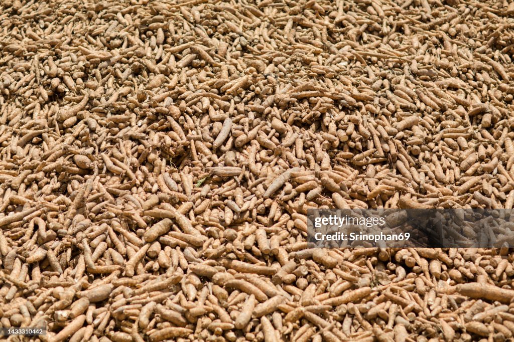 Cassava is a tropical food crop that is grown in Thailand.