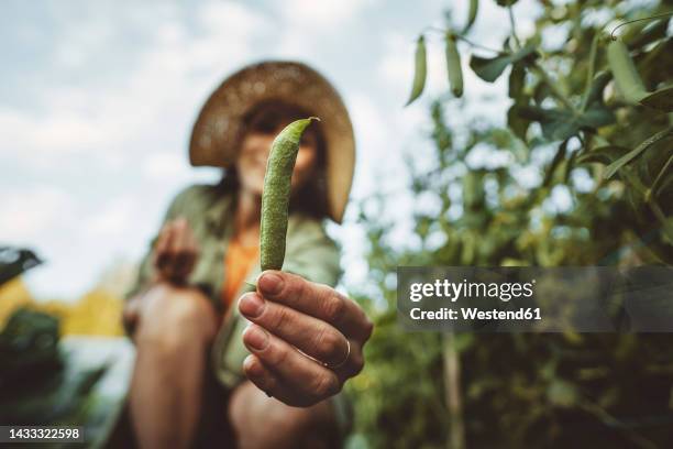 woman holding pea pod in garden - エンドウマメの鞘 ストックフォトと画像