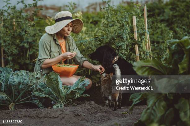 woman feeding green peas to dog and cat in garden - feeding cat stock pictures, royalty-free photos & images