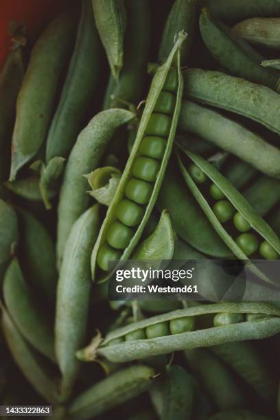 open pods of raw green peas - エンドウマメの鞘 ストックフォトと画像