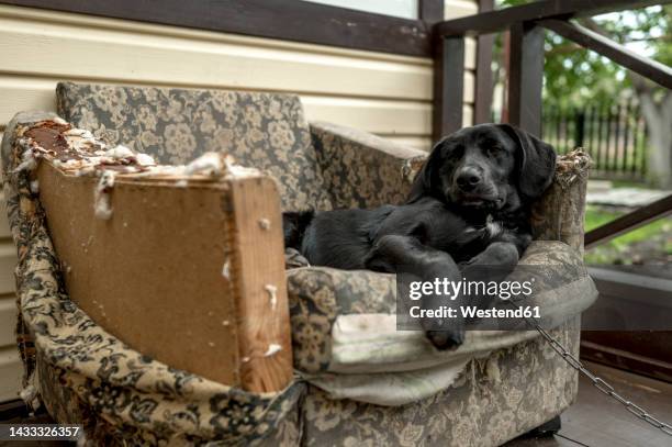 mischievous dog lying on chewed up disheveled armchair - chewed ストックフォトと画像