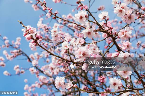 germany, rhineland-palatinate, branches of pink blossoming almond tree - almond tree photos et images de collection