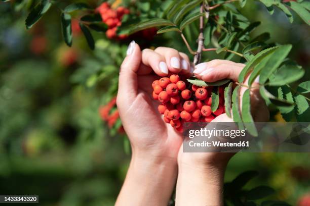 woman making heart gesture with hands holding fresh rowanberries on tree - rowanberry stock pictures, royalty-free photos & images