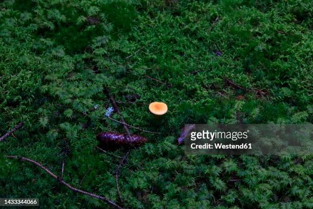 mushroom growing on mossy forest floor - forest floor ストックフォトと画像