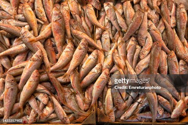 close up of red mullets for sale in the fish market. - mullet fish stock pictures, royalty-free photos & images