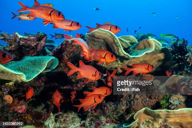 blotcheye solderfishes myripristis berndti bei famous blue corner, palau, mikronesien - inselgruppe palau stock-fotos und bilder