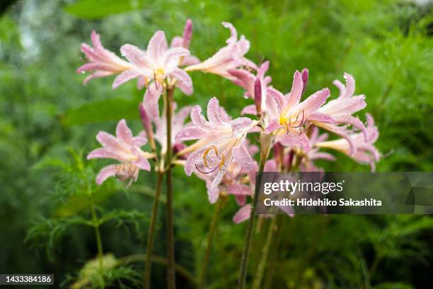agapanthus flowers in the rain - african lily stock pictures, royalty-free photos & images