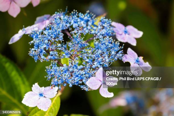 blue lacecap hydrangea flowering in east grinstead,east grinstead,united kingdom,uk - hydrangea lacecap stock pictures, royalty-free photos & images
