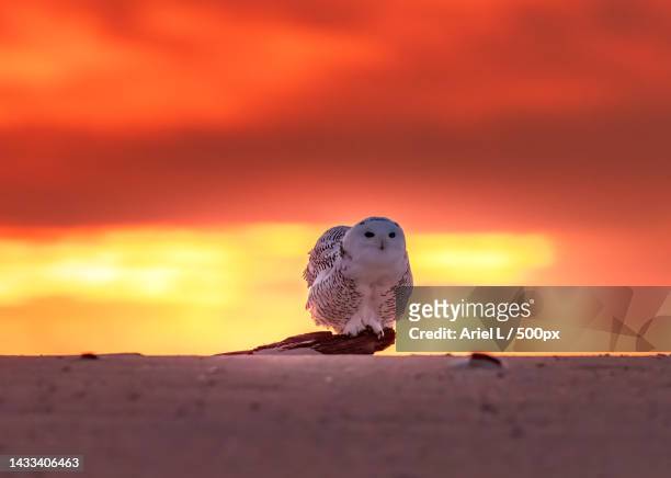 close-up of snowy owl perching on sand against sky during sunset,jones beach,united states,usa - schnee eule stock-fotos und bilder