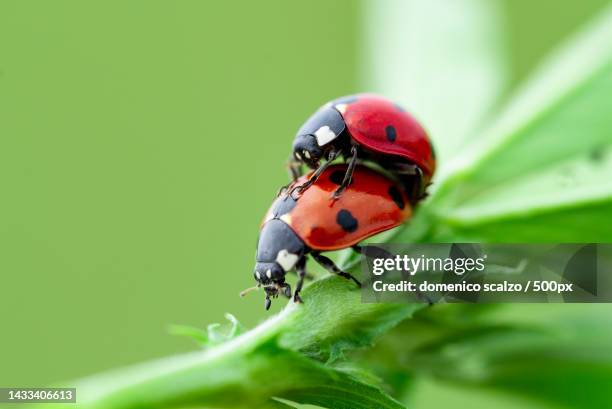 close-up of ladybug on leaf,italy - parende dieren stockfoto's en -beelden