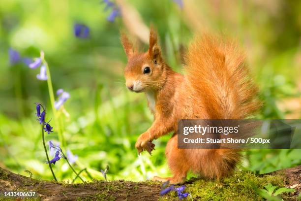 close-up of squirrel on field,isle of wight,united kingdom,uk - キタリス ストックフォトと画像