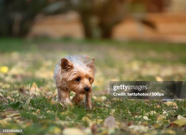 horizontal view of a cute yorkshire terrier walking in the dog park - yorkshire terrier playing stock pictures, royalty-free photos & images