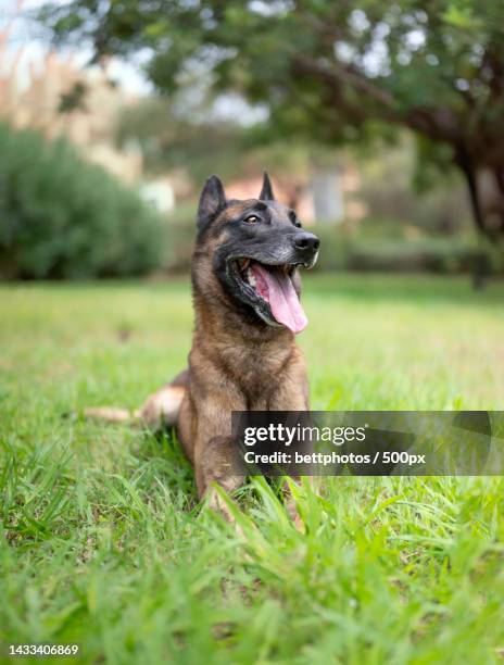 veritcal view of belgian malinois dog lying on the grass - belgian malinois 個照片及圖片檔