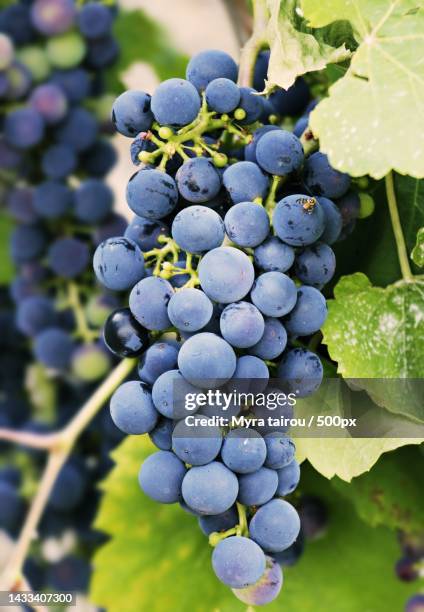 close-up of grapes growing in vineyard - shiraz stockfoto's en -beelden