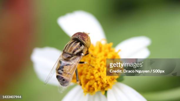 close-up of a band-eyed drone fly collecting pollen on a shaggy soldier flower with yellow stamens - bee nguyen stock pictures, royalty-free photos & images