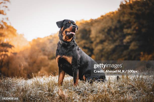 portrait of rottweiler standing on field against sky - rottweiler fotografías e imágenes de stock