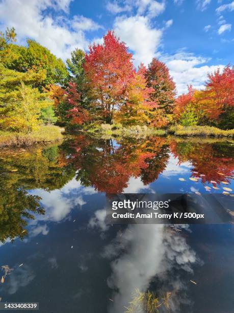 trees by lake against sky during autumn,muskoka,canada - árbol de hoja caduca fotografías e imágenes de stock
