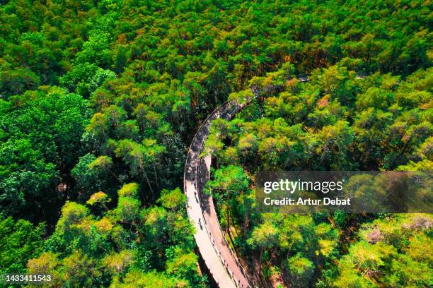 aerial view of elevated bicycle lane between the tree top with people in sunny day. belgium. - belgium aerial stock pictures, royalty-free photos & images