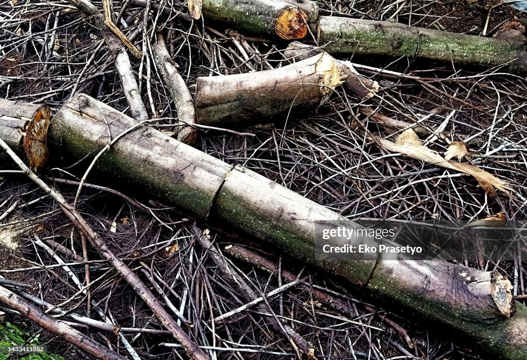 Dead Tree Stump Cut Down High-Res Stock Photo - Getty Images
