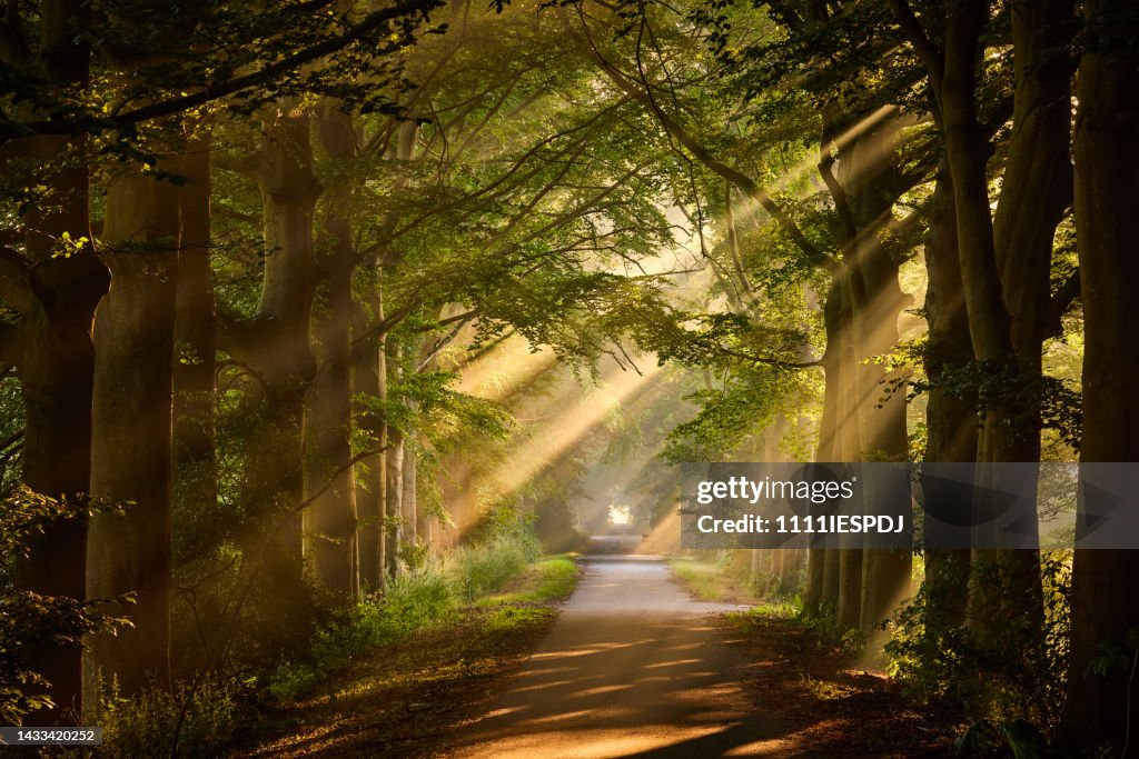Rays of sunlight in a Green Forest