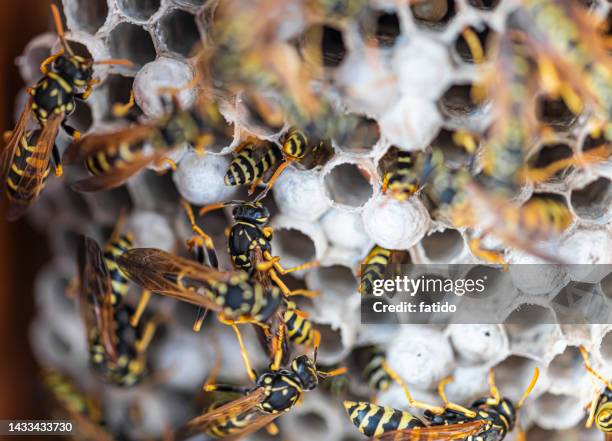 open wasp nest close up - getingbo bildbanksfoton och bilder