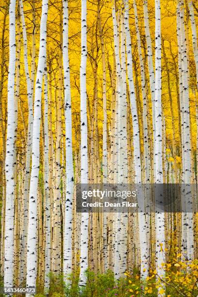 aspen grove with striking white tree trunks - aspen tree photos et images de collection