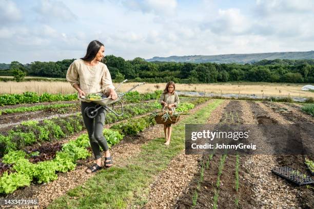 family participation in locally grown organic food - onion field stock pictures, royalty-free photos & images